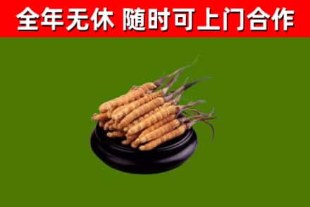 阿克苏地区回收散虫草