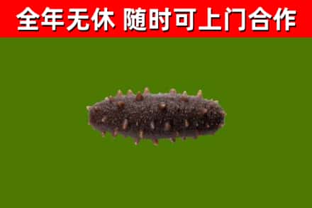 阿克苏地区回收海参干